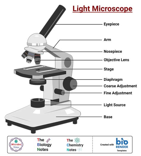 high magnification microscope|Understanding Clearly the Magnification of Microscopy.